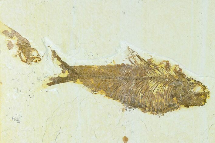 Bargain Fossil Fish (Knightia) - Green River Formation #133953
